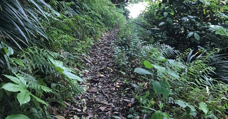 初夏の低山ハイク