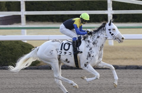 白毛馬ソダシ その①｜い