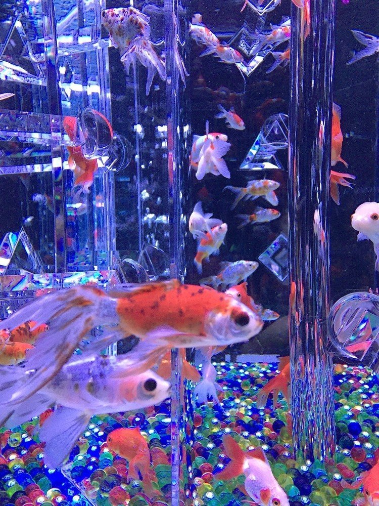 金魚 の定番タグ記事一覧 Note つくる つながる とどける