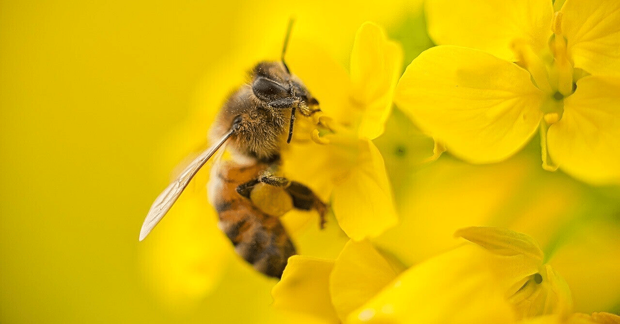 みつばち ミツバチ | カプセルコレクション | 株式会社ターリン・インターナショナル
