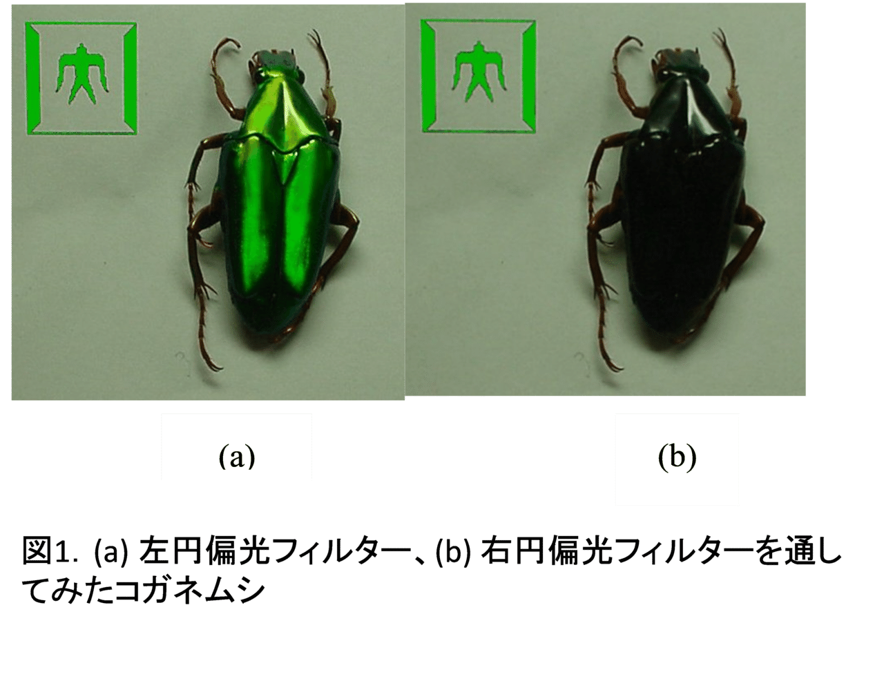 コガネムシの色鮮やかな体表を化学する 生物ナノマニュファクチャリングの不思議の世界 渡辺順次 東京工業大学博物館 コガネムシの色鮮やかな体表を化学する 生物ナノマニュファクチャリングの不思議の世界 渡辺順次 東京工業大学博物館