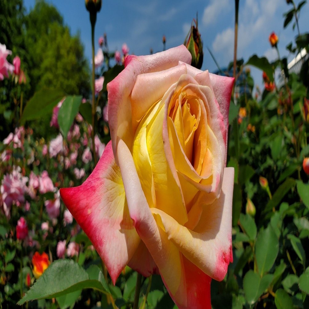 鉄道表示プレート６枚　バラ売り可能 鉄道表示プレート6枚 バラ売り可能一枚1500円 - メルカリ