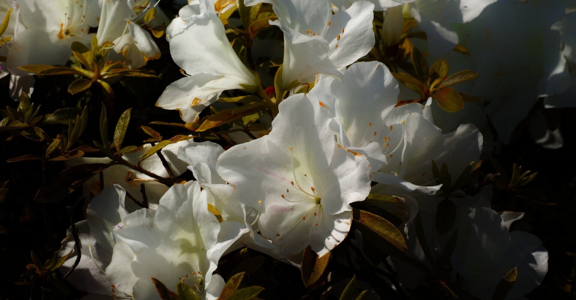 私のこと嫌いだから と聞いてくる人 しいたけ占いのしいたけ 私のこと嫌いだから と聞いてくる人 しいたけ占いのしいたけ