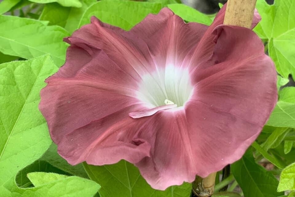 幻の◯◯～夏を彩る団十郎～｜寄居まちづくりNOTE