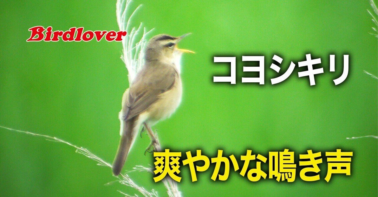 夏鳥 コヨシキリの優しいさえずり Birdlover Note
