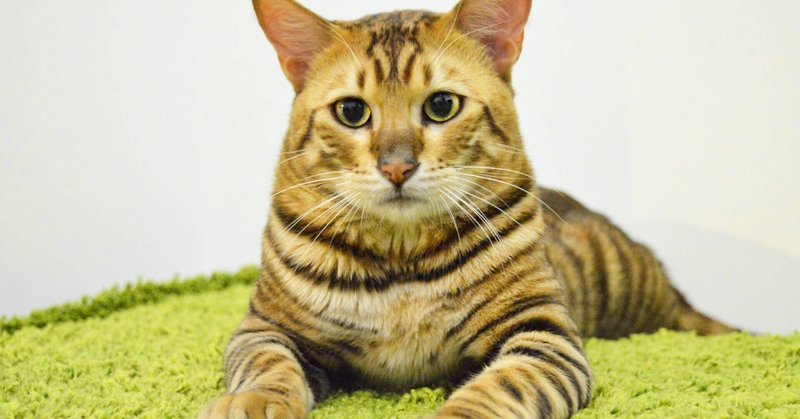 お猫様図鑑「トイガー」小さなトラとよばれている猫