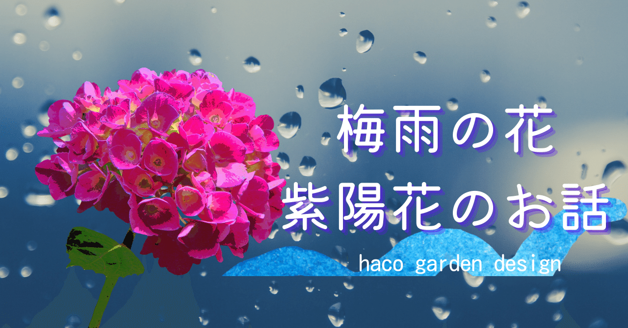 梅雨の花ー紫陽花のお話その 紫陽花はどこで生まれたの Haco ガーデンプランナー 庭のある暮らし植物のある暮らし Note