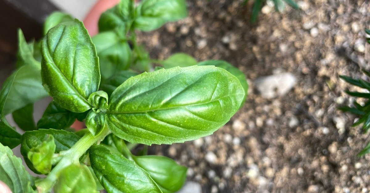 バジル 若木 緑と白の斑入り タカザワフラワーファーム】バジル