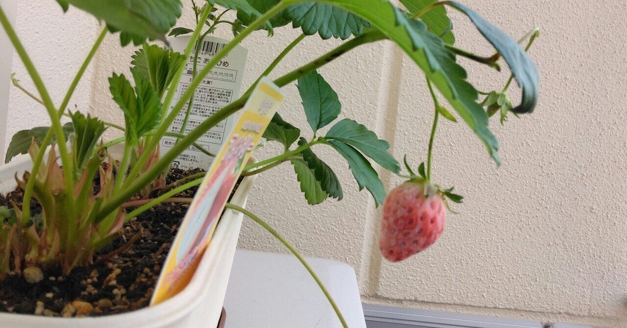 ベランダ ペットボトル菜園 いちごの実に白い粉のようなものが とんぷぅ Note