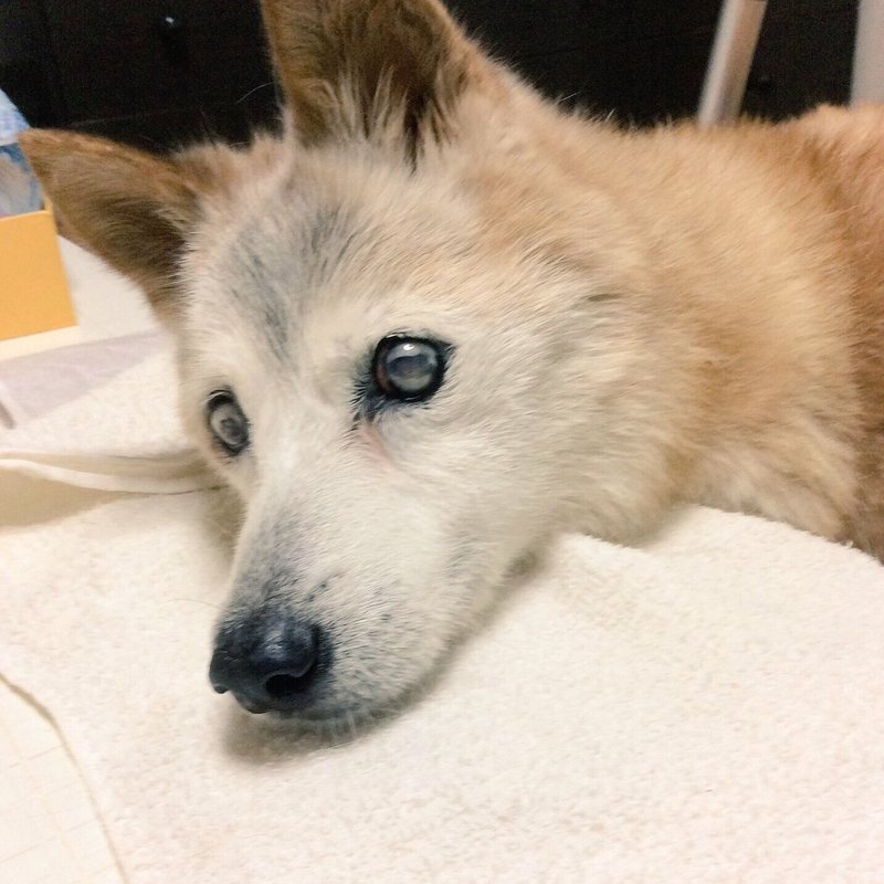 犬用車椅子のはなし エリア Note 犬用車椅子のはなし エリア Note