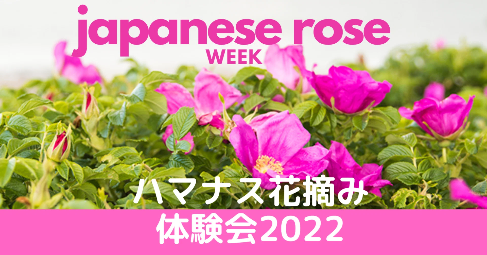 お知らせ＞ハマナス花摘み体験会2022：6/5、6/7 青森・下北半島で開催
