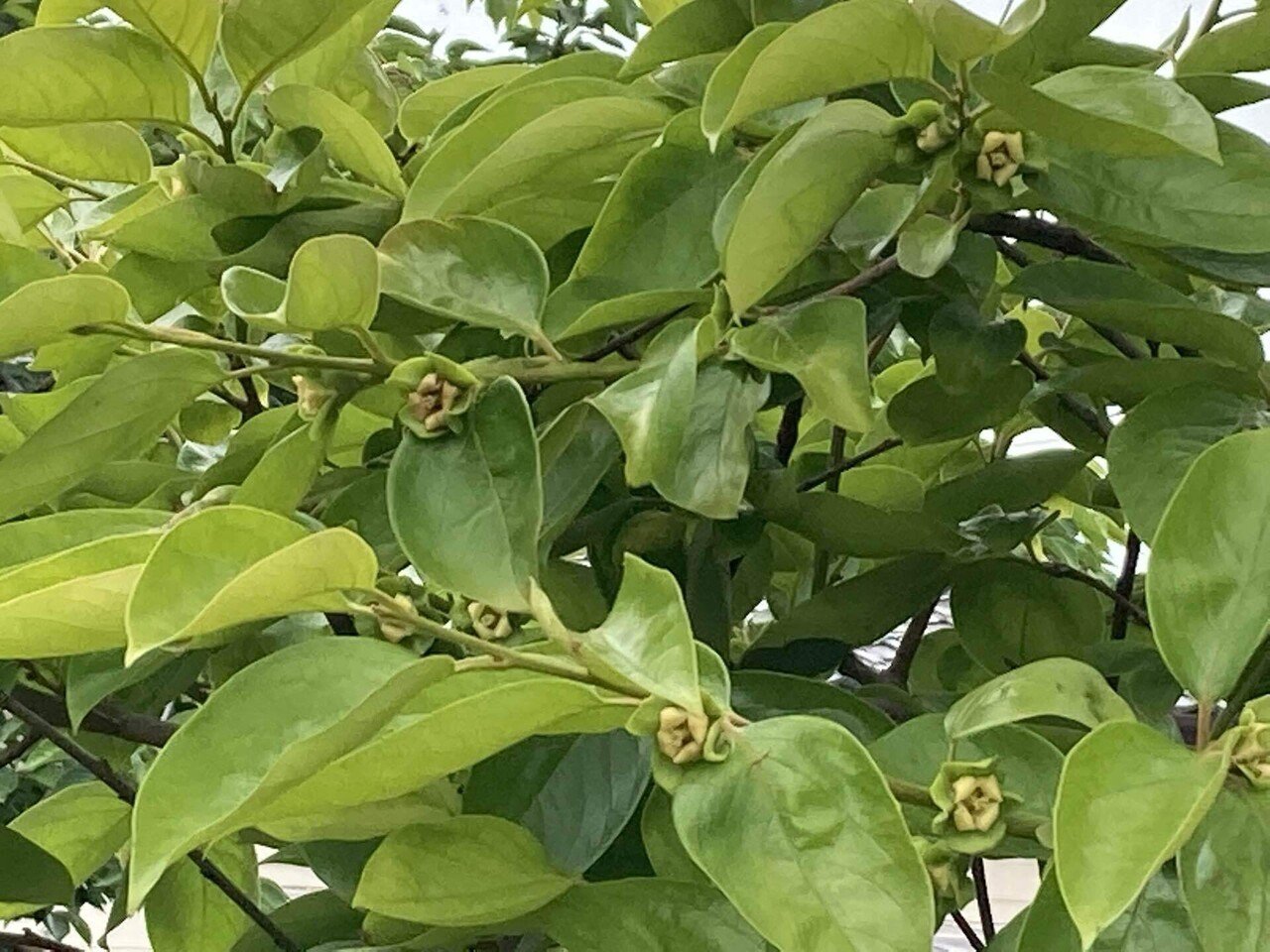 去年一つだけ実をつけた柿の木の花がやたら咲いているということは ぶぜんノート 地方移住日記 Note 去年一つだけ実をつけた柿の木の花がやたら咲いているということは ぶぜんノート 地方移住日記 Note