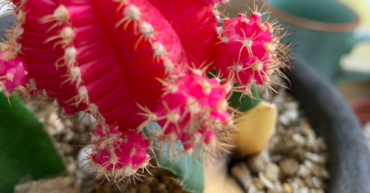 緋牡丹・親株植え替えチャレンジ（難易度・高）｜はんだあゆみ