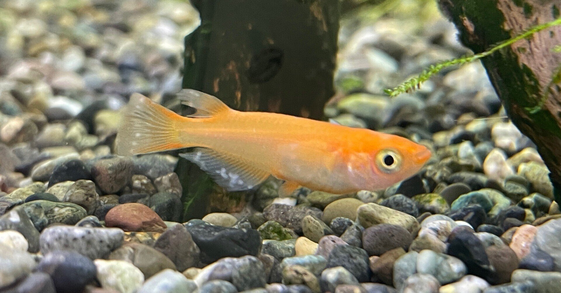 No 107 白点病メダカ 水槽初心者 Note No 107 白点病メダカ 水槽初心者 Note