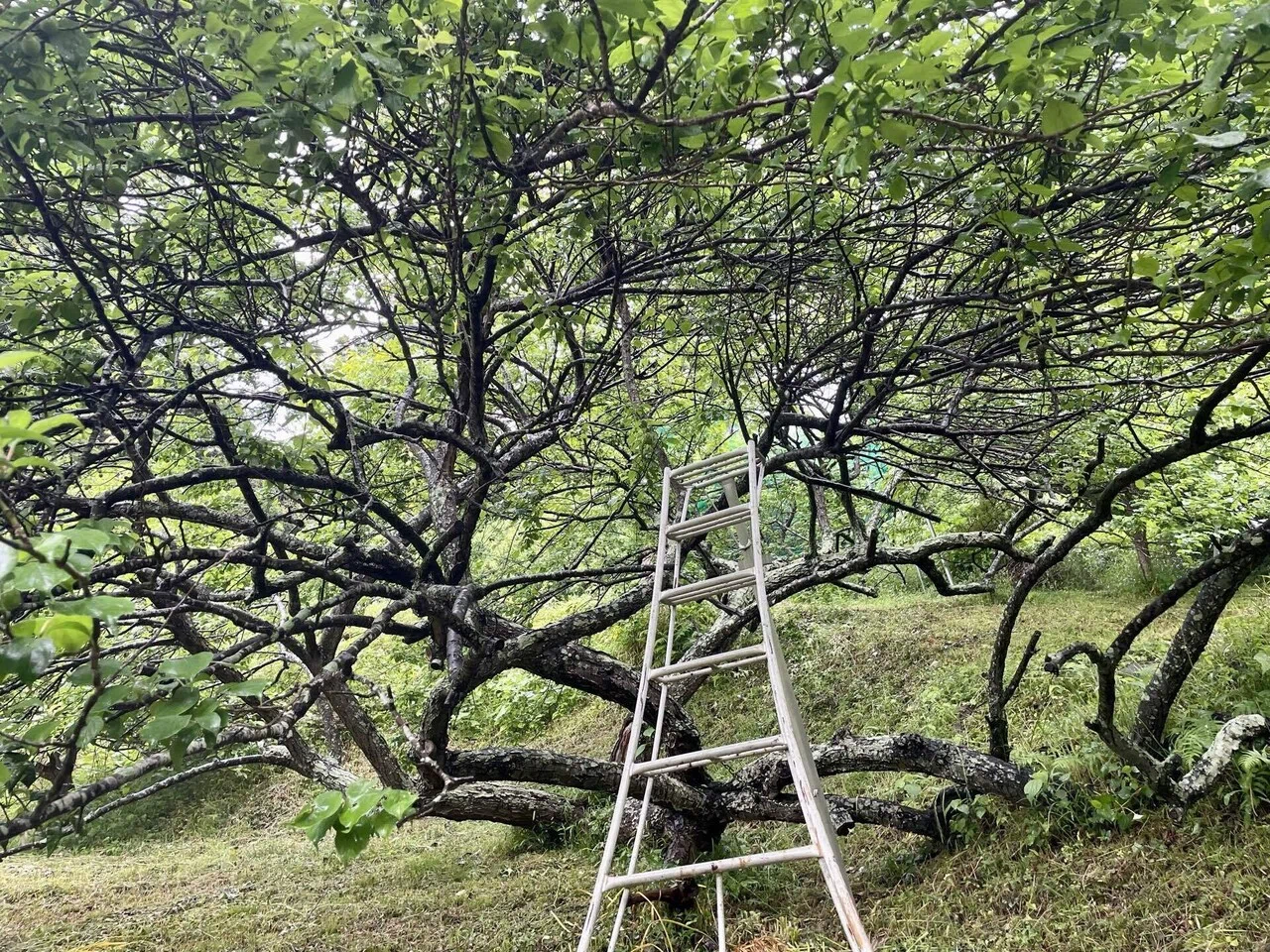 樹齢100年の梅で｜kuno_yasuhiro