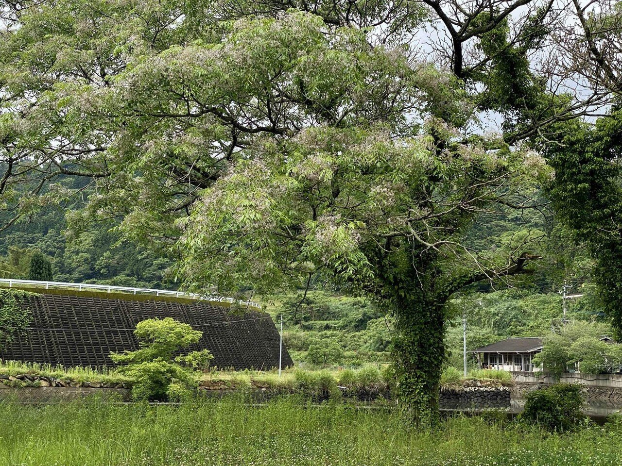 人々の暮らしと樹木の関係ー万能の樹 センダン の役割 Haco ガーデンプランナー 庭のある暮らし植物のある暮らし Note 人々の暮らしと樹木の関係ー万能の樹 センダン の役割 Haco ガーデンプランナー 庭のある暮らし植物のある暮らし Note