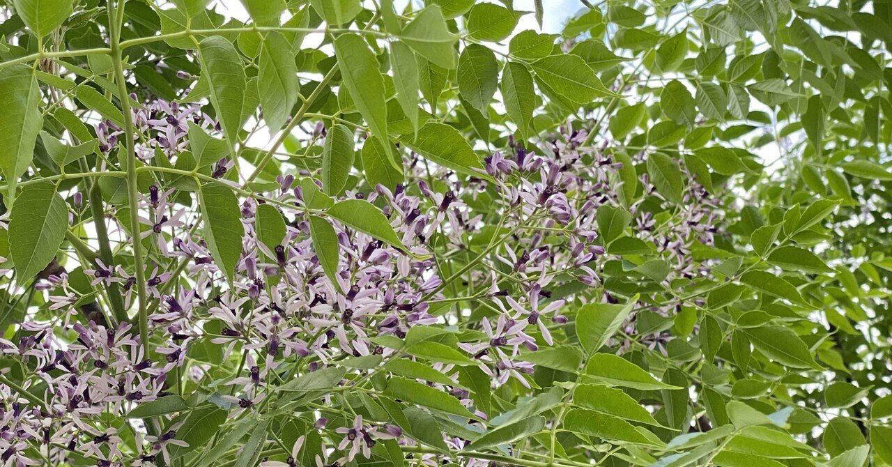 人々の暮らしと樹木の関係ー万能の樹 センダン の役割 Haco ガーデンプランナー 庭のある暮らし植物のある暮らし Note