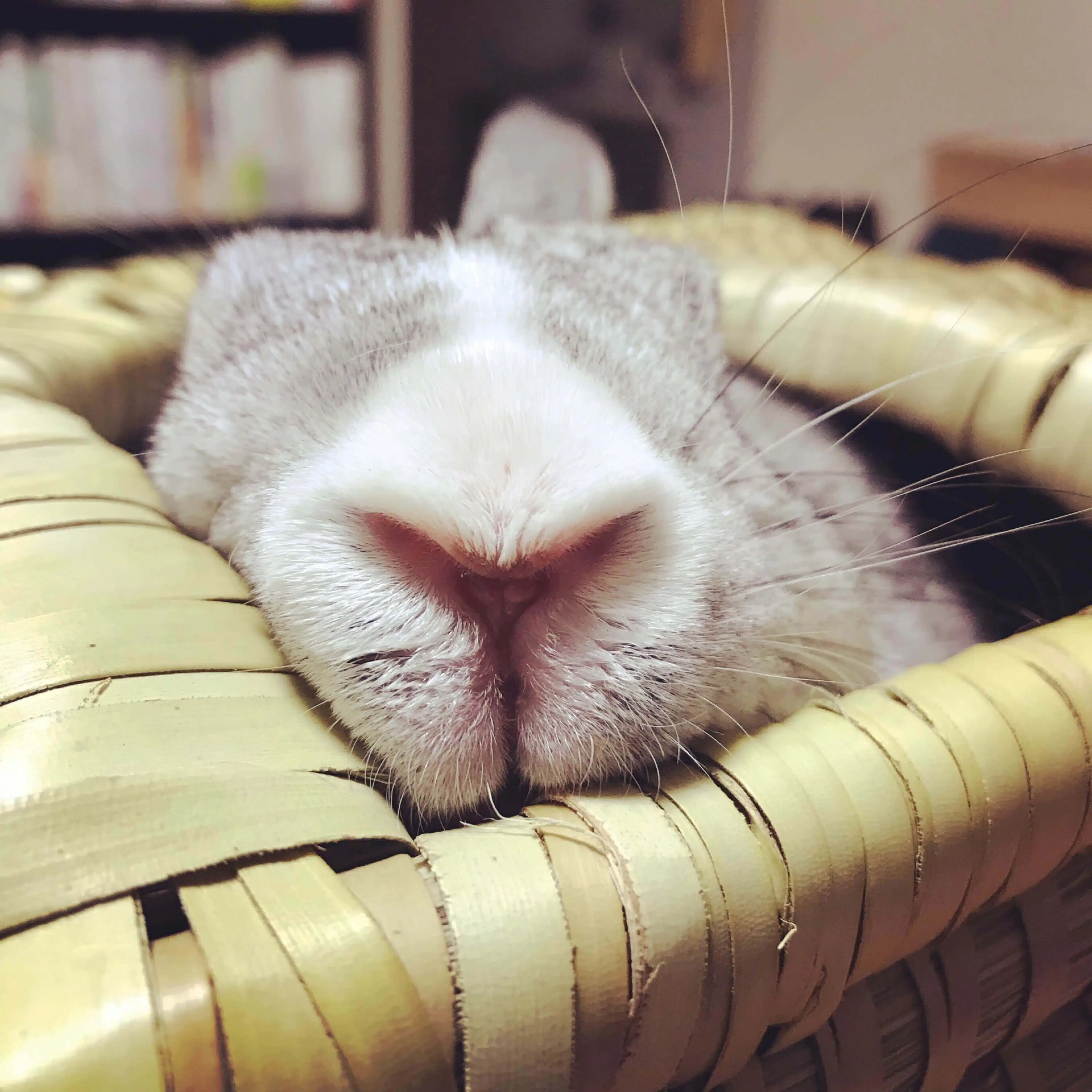 コツメ
