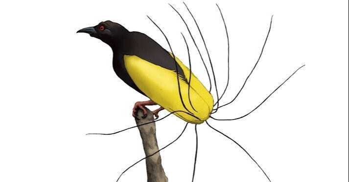 太った鳥 2c97a501e53420135fcddd5a445498