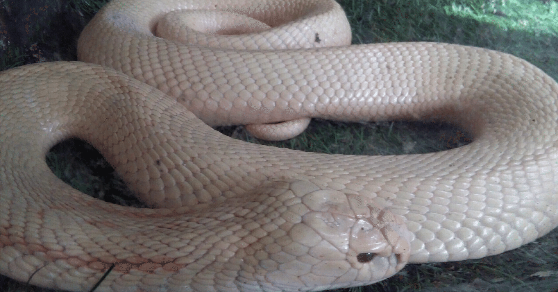 俳句幼稚園】～青大将・蛇、そして推敲｜k_maru027