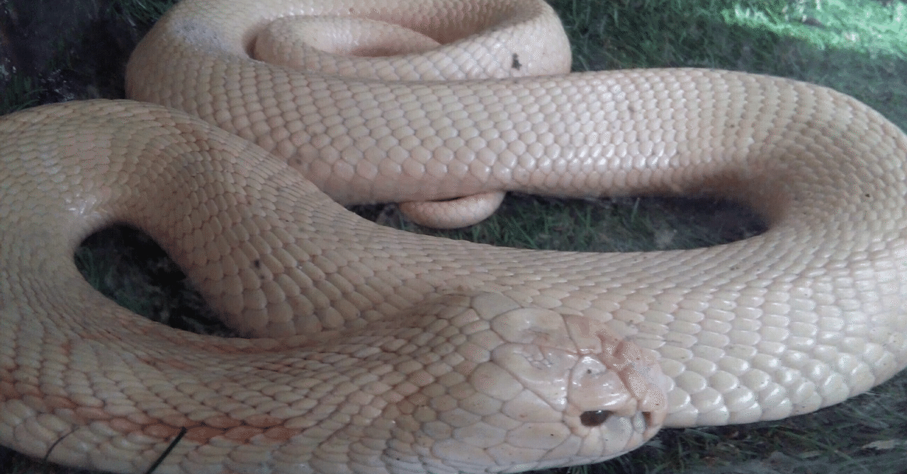 青大将蛇の脱皮 アオダイショウの脱皮【頻度・期間・注意点と脱皮不全まで完全