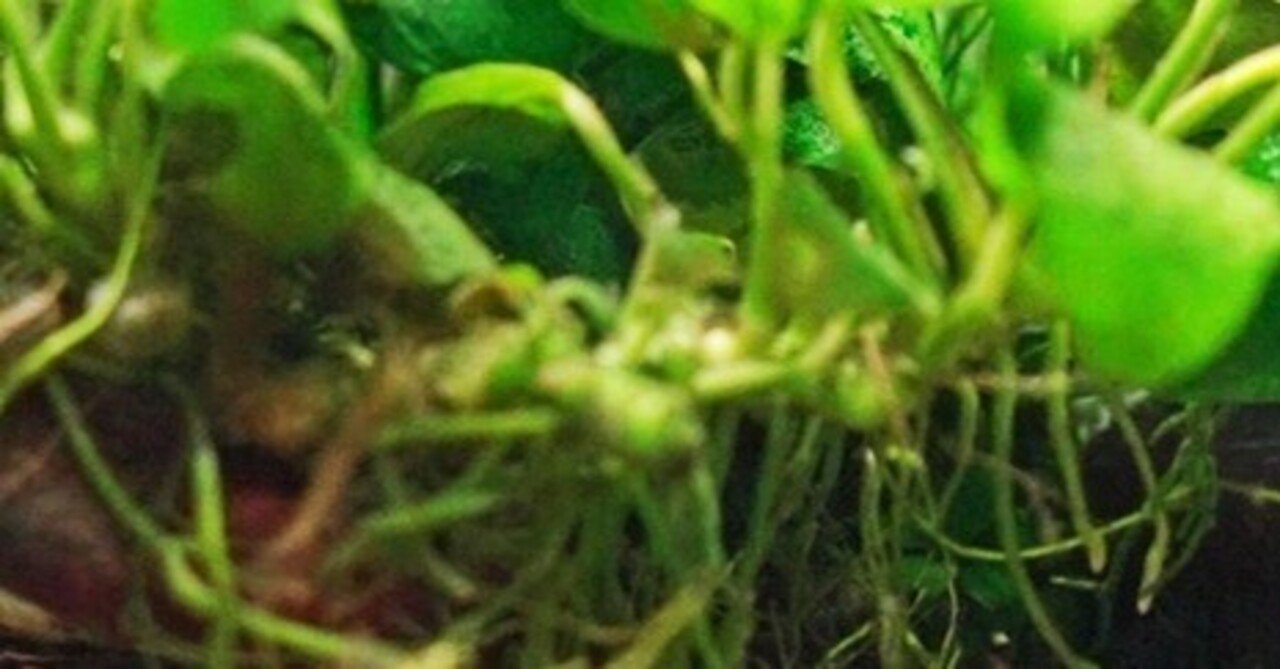アヌビアスナナが溶けるように枯れた 原因は4つある アクアステージ21スナモ店 Note