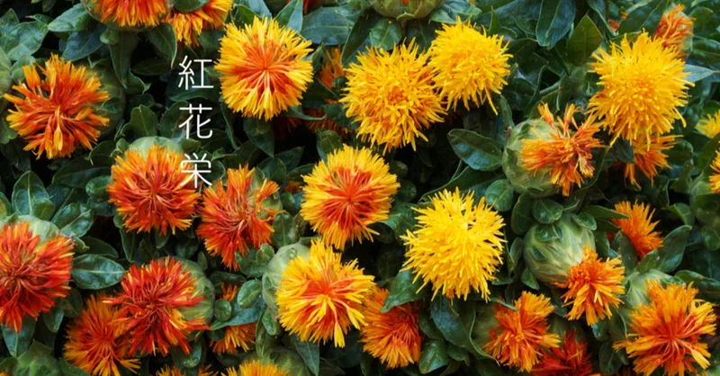 紅花栄 染料に使われる紅花が咲くころ Green Life Design Note