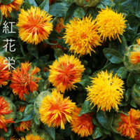 乃東枯 ウツボグサの花が枯れるころ Green Life Design Note