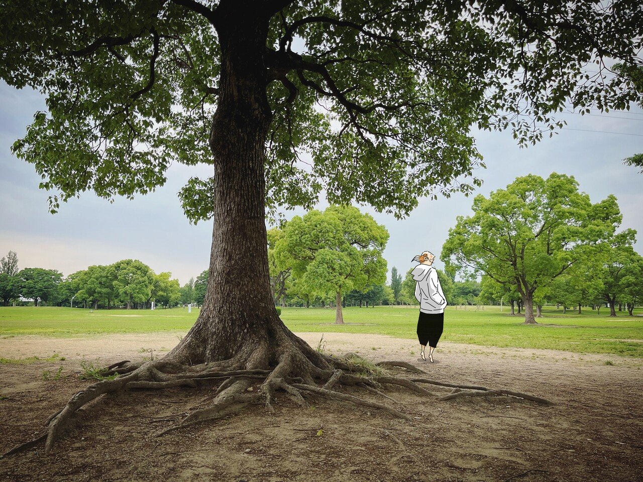 朝礼 樹木の太い根にはそこで生きるという強い意志 とともに そこでしか生きられないという根本的な弱さも感じます フワフワと自由にどこにでも行けることもまた強さだよな 今日はマンガ マンガ イラスト デザ にぎりこぷし Note