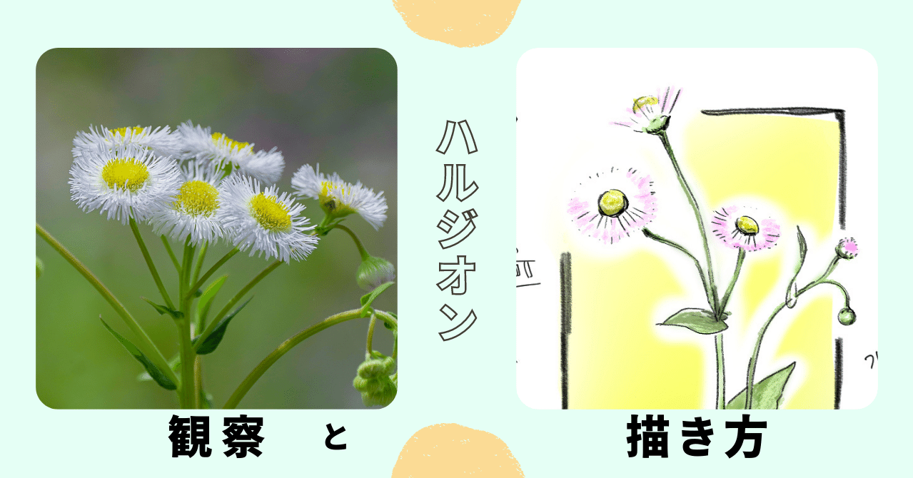 ハルジオンの観察と描き方 自然ガイドのネタ帳 くますけ Note