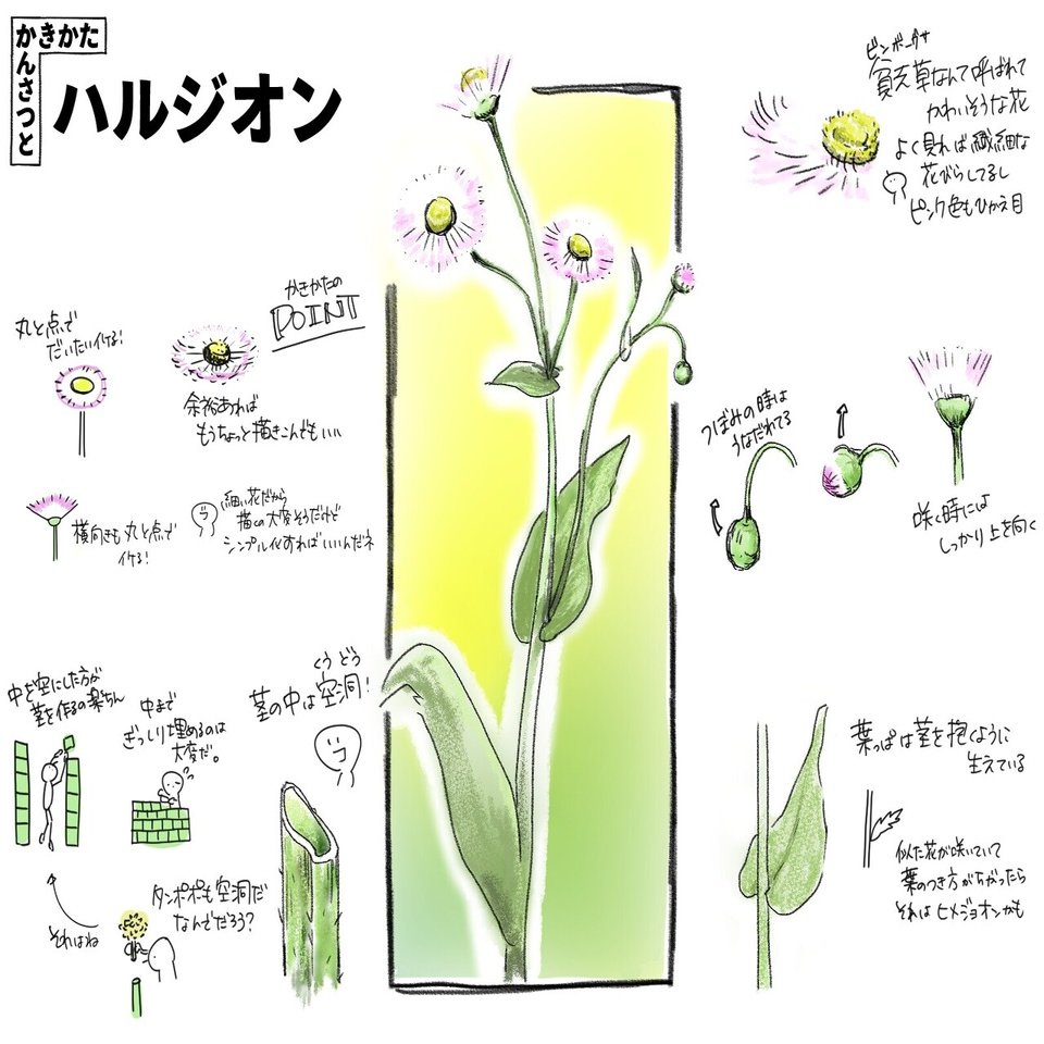 ハルジオンの観察と描き方 自然ガイドのネタ帳 くますけ Note