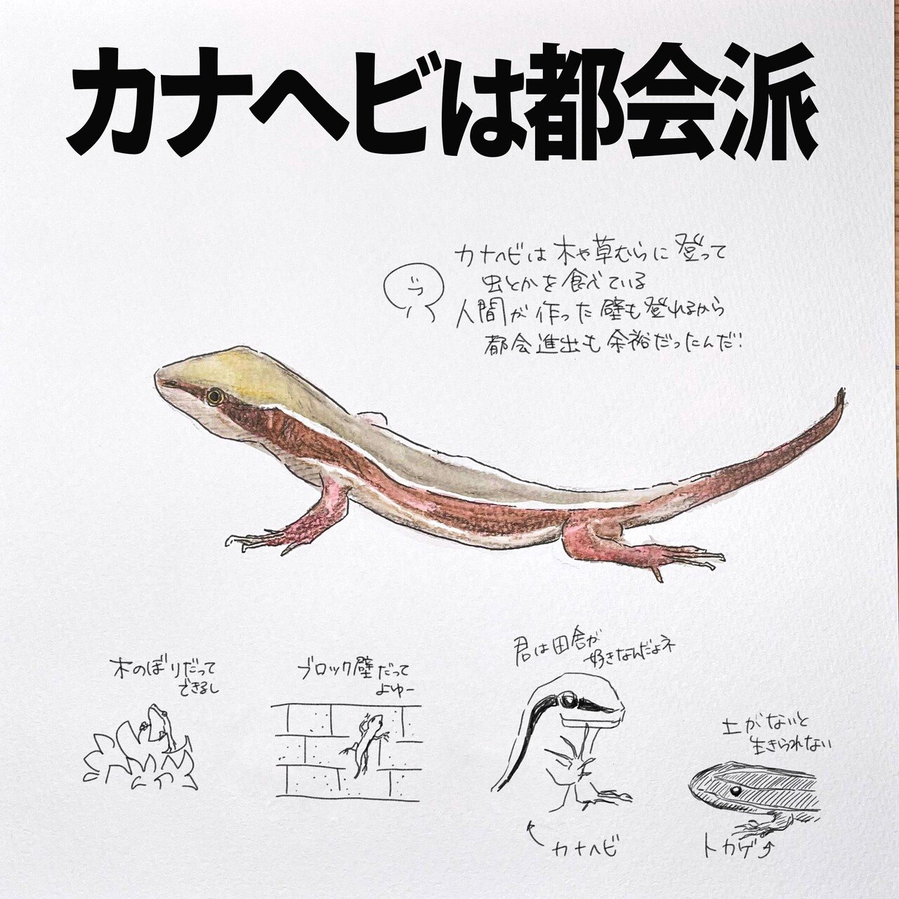 カナヘビは都会派 自然ガイドのネタ帳 くますけ Note