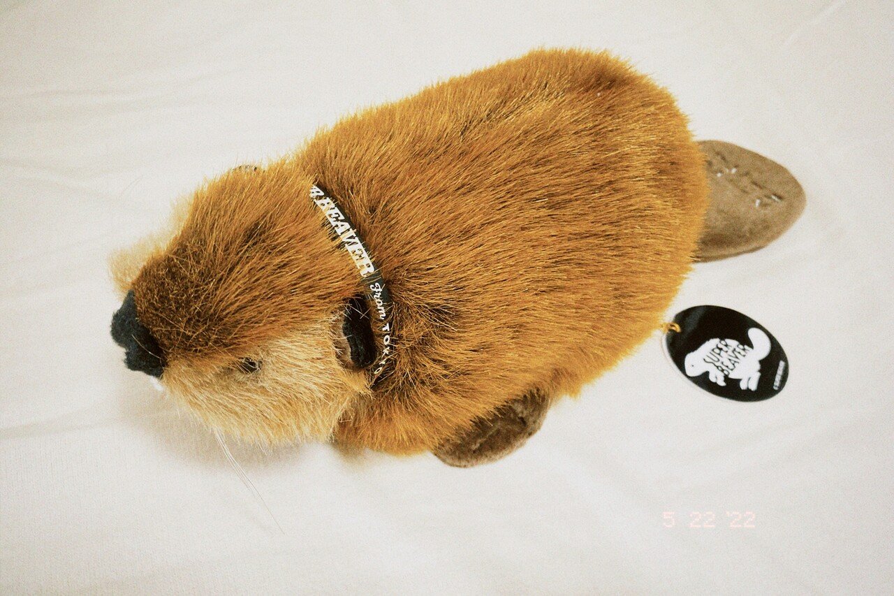 タグ付き【SUPER BEAVER】ビーバーちゃん タグ付き【SUPER BEAVER タグ付き【SUPER BEAVER】ビーバーちゃん タグ付き【SUPER BEAVER