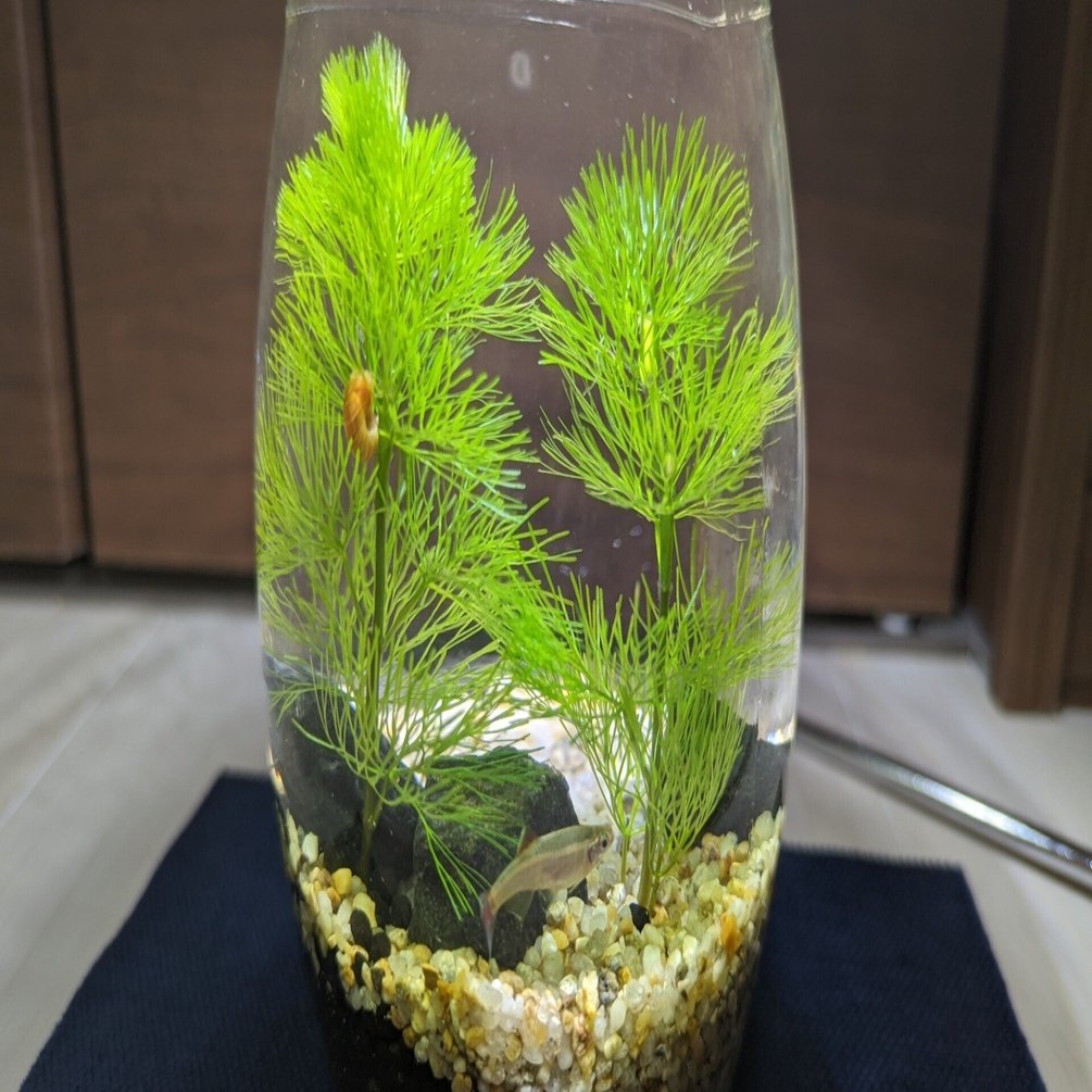 ボトル アクアリウム用の水草を種から育ててる Existy Note
