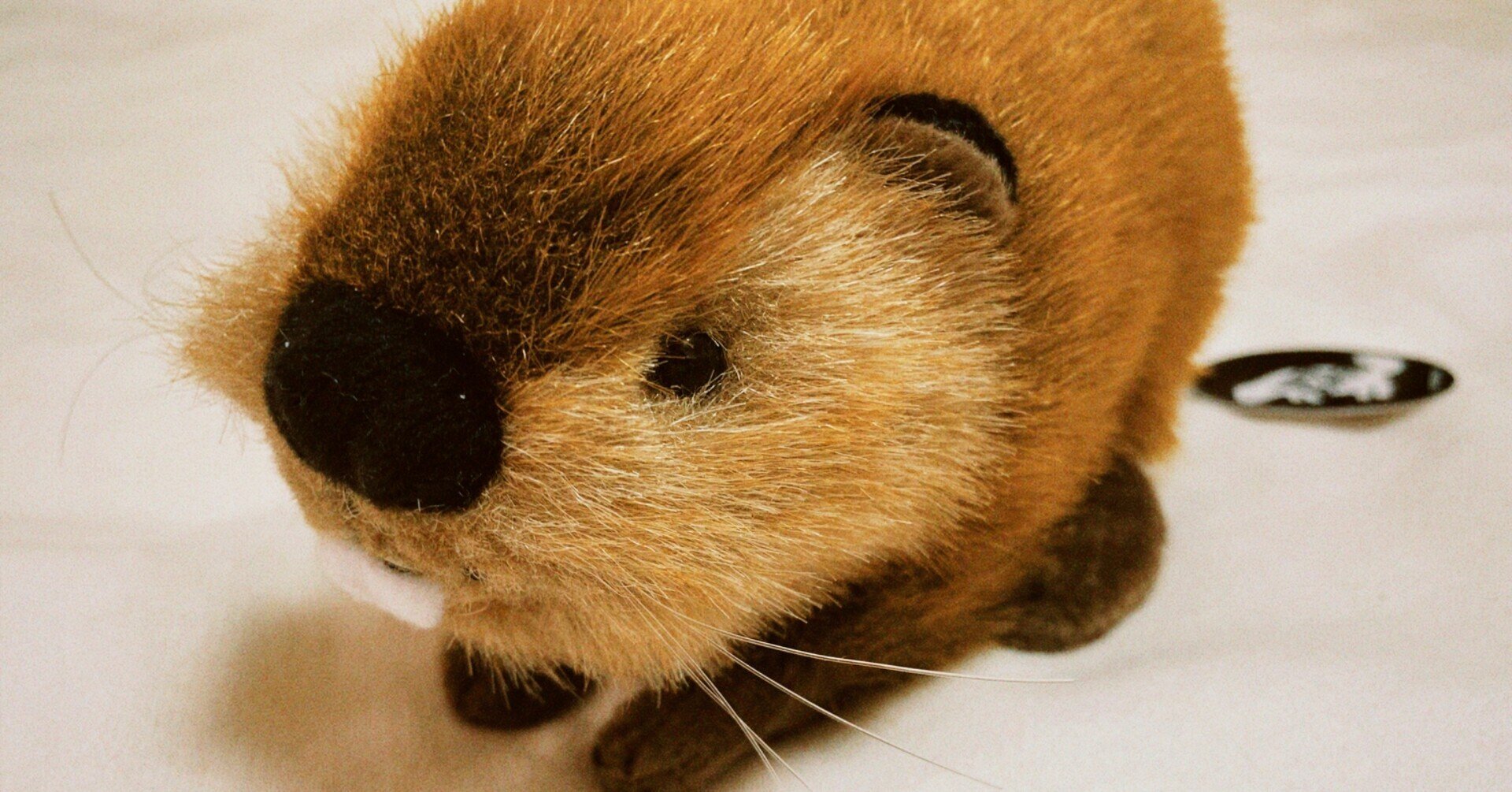 ビーバーちゃんロスト事件のすべて。|水縞アヤ