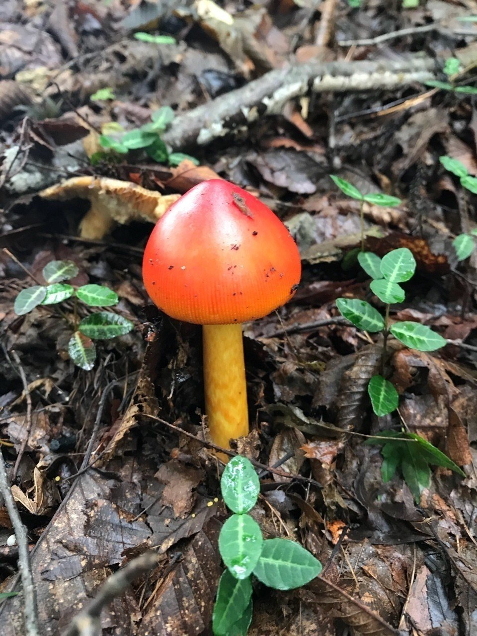 お山でキノコのスタンプラリー マンボウ Note お山でキノコのスタンプラリー マンボウ Note