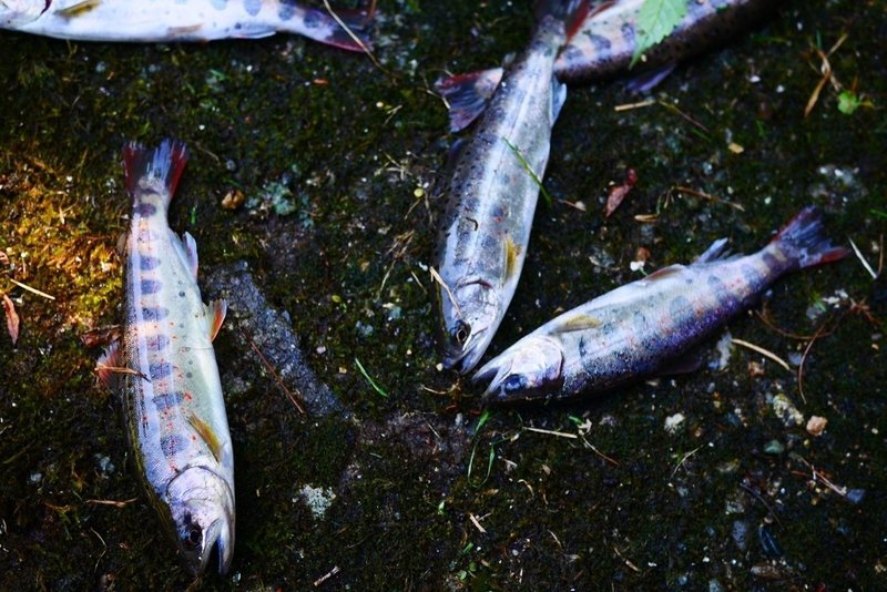 魚の香りについて Fishnude Note 魚の香りについて Fishnude Note
