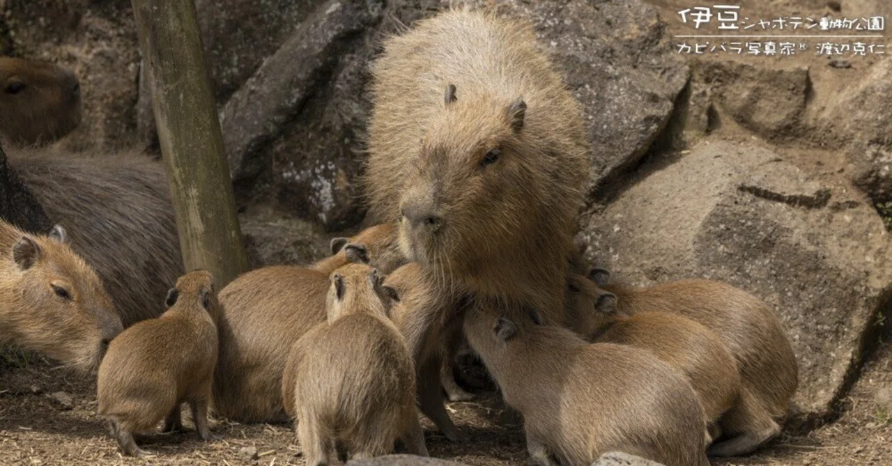Highest number of capybaras ever, Izu Shaboten Zoo.｜カピバラ写真