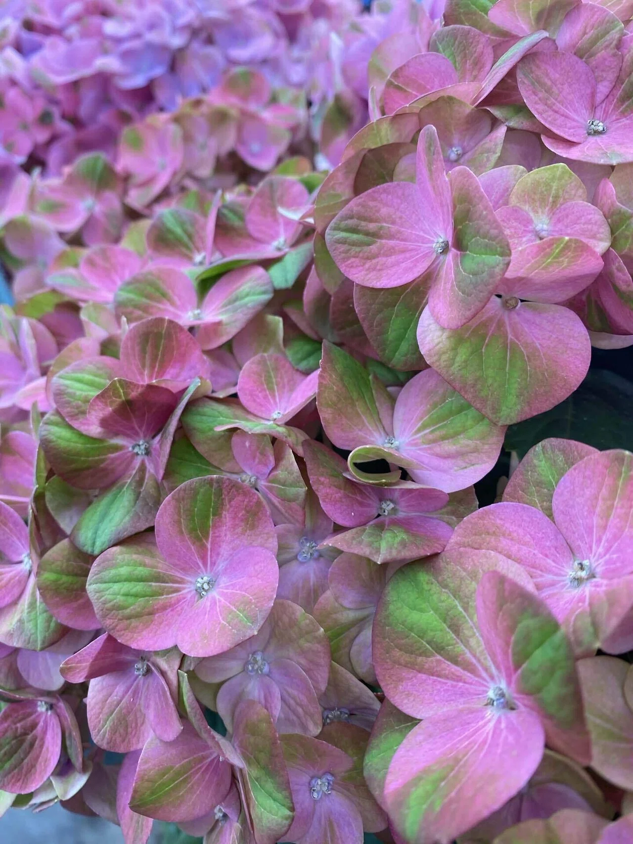 梅雨の花ー紫陽花のお話その②魅力的な品種をご紹介｜haco 🍀ガーデン
