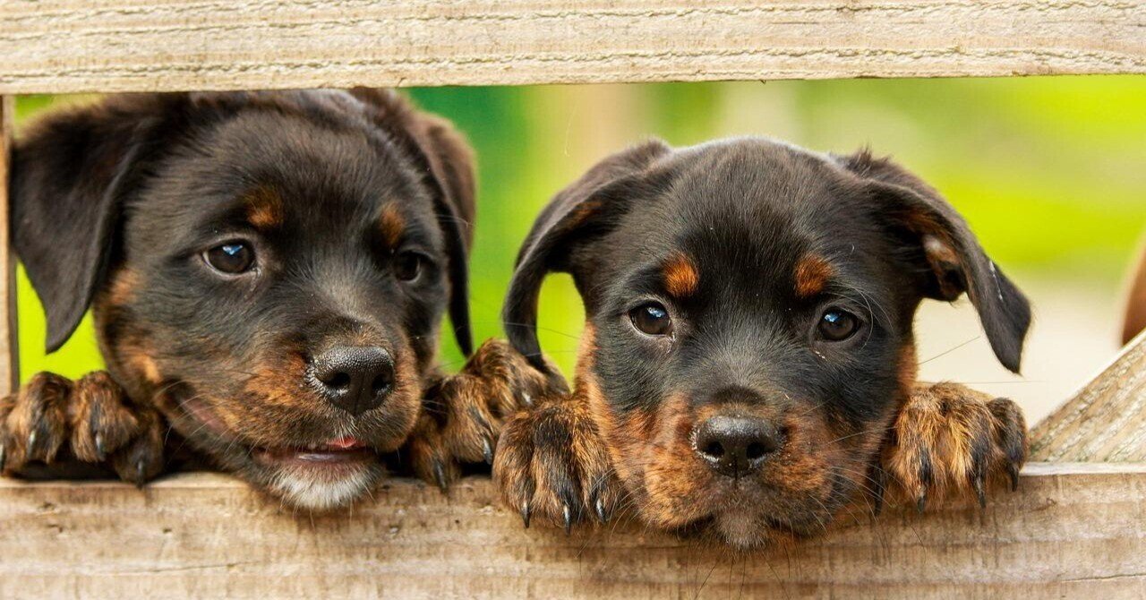 ドイツ語 形容詞の格変化 2格 3格 定冠詞類 不定冠詞類 じょさのん 語学屋さん Note ドイツ語 形容詞の格変化 2格 3格 定冠詞類 不定冠詞類 じょさのん 語学屋さん Note