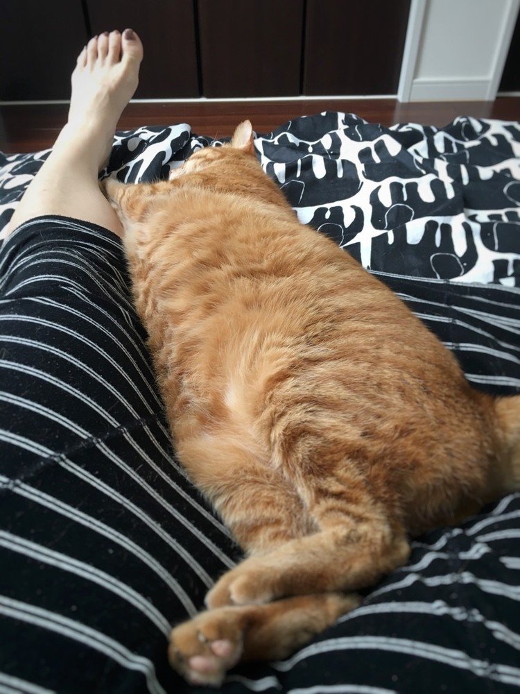 ママの足に抱きついて寝てるボク、ママが撮りました。でも、暑い…、重い…、お昼寝で足まわりにネコがいる、というのはかなり大変なことらしいです。
