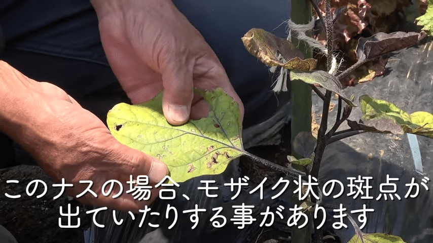 家庭菜園 梅雨のウイルス病対策についてご紹介 井上寅雄農園 井上隆太朗 Note 家庭菜園 梅雨のウイルス病対策についてご紹介 井上寅雄農園 井上隆太朗 Note