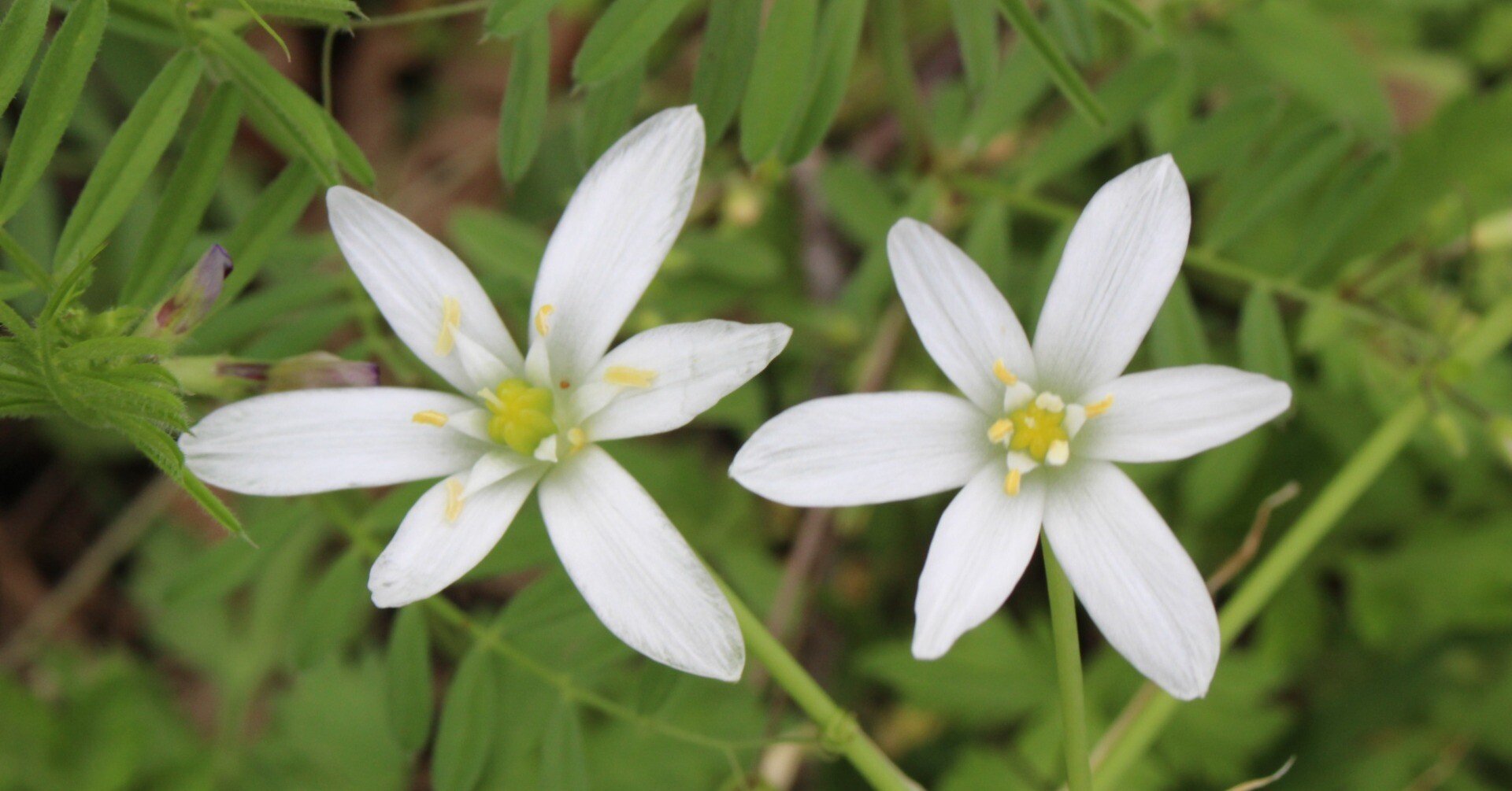オオアマナ（オーソニガラム）｜あおはくたき