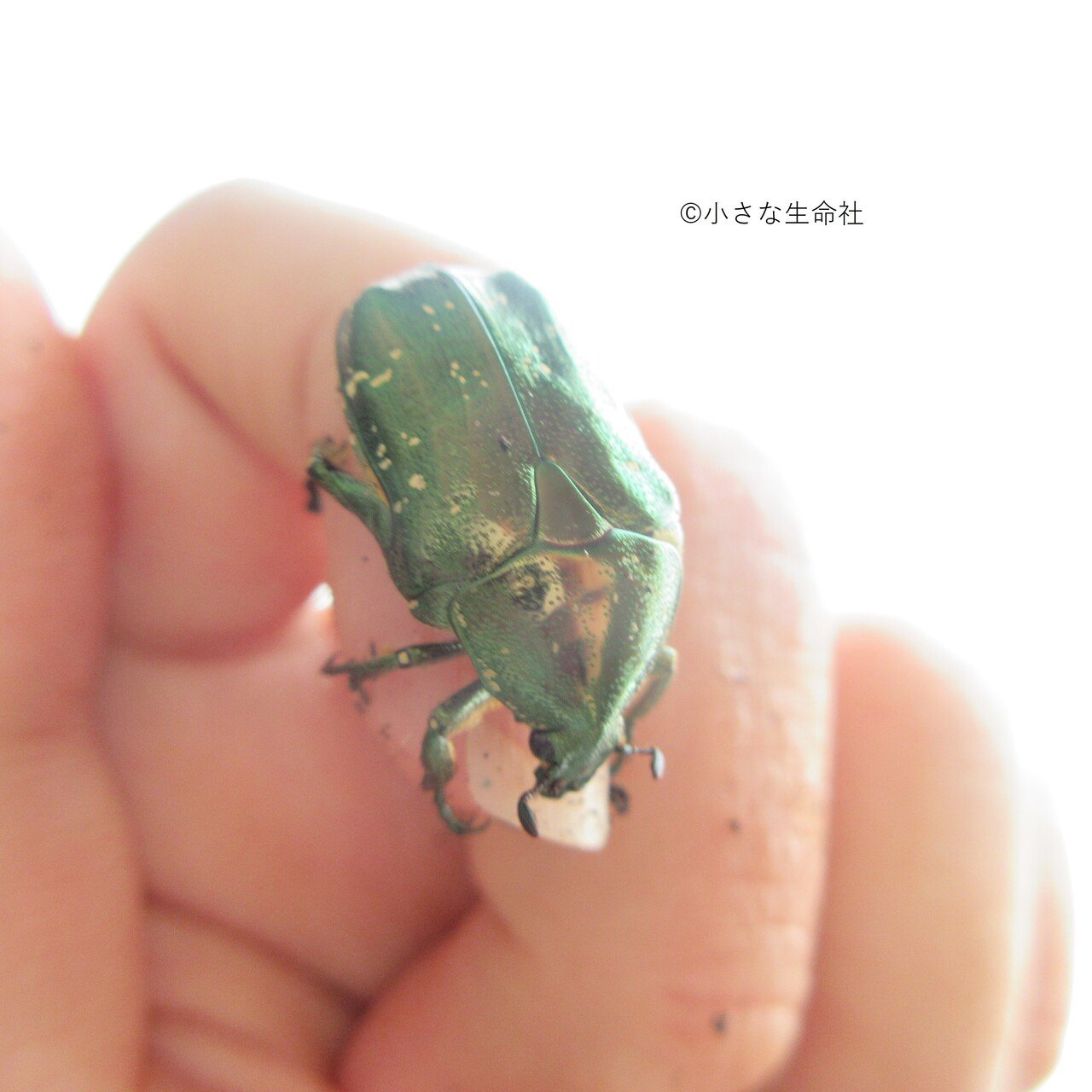 我が家のハナムグリちゃんです シロテンハナムグリ なんと越冬に成功 今日元気に巣立っていきました 小さな生命社 かめきち Note