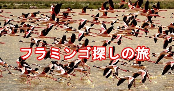 まるまるサファリの本』＊サファリ取材の裏ばなし - ケニア