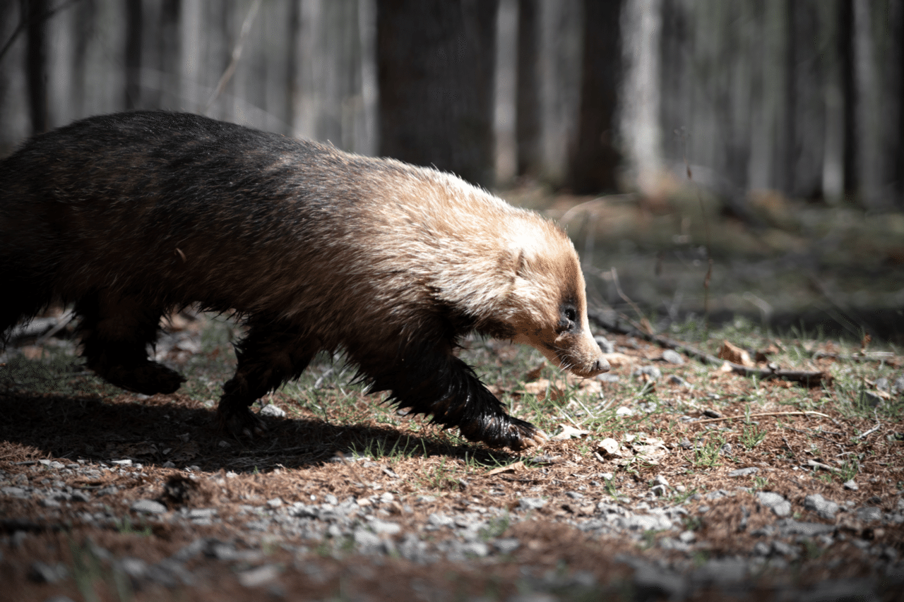 アナグマに連れられて 佐藤 宏樹 Note アナグマに連れられて 佐藤 宏樹 Note