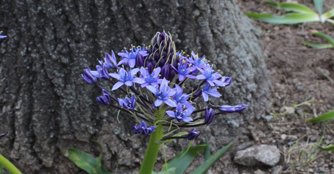 オオツルボ（シラー・ペルビアナ）｜あおはくたき