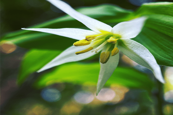 イヌサフラン科 の新着タグ記事一覧 Note つくる つながる とどける イヌサフラン科 の新着タグ記事一覧 Note つくる つながる とどける