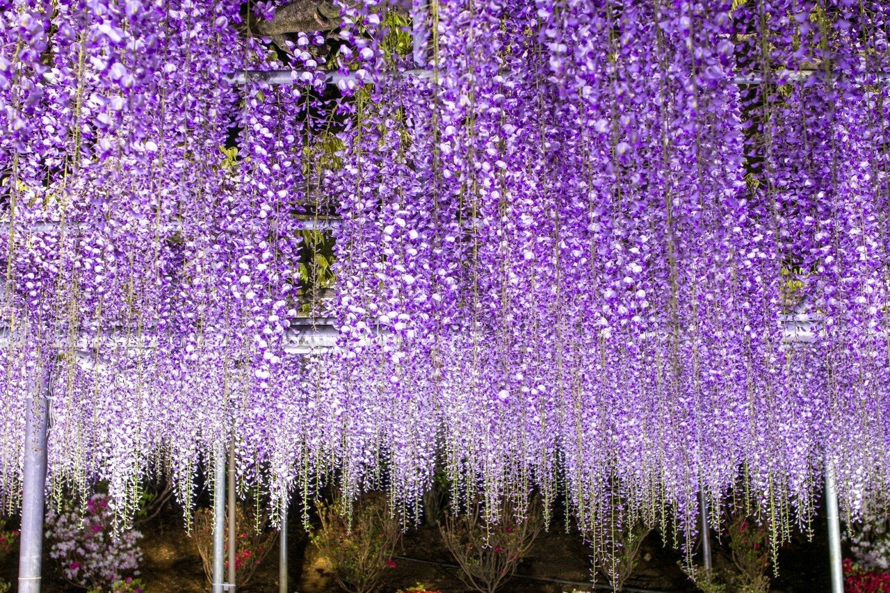 5月24日 こんにちは ポン太です 今日の誕生花の紹介です 誕生花 フジ 花言葉 優しさ 歓迎 今日が誕生日の人は検索してみてください ポン太 人と人を繋ぐカウンセラー Note