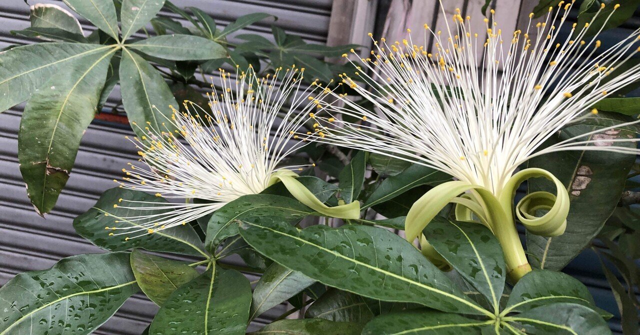 あのパキラに花が咲いています さち Note